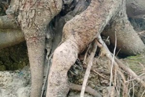 云南清香木原木下山桩批发价格图2