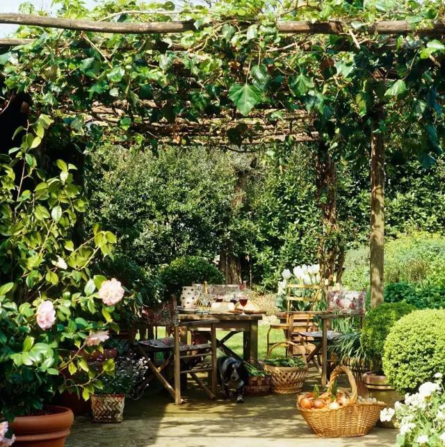 有一个庭院藤架,喝茶乘凉好地方