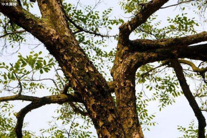 阔叶黄檀称印尼黑酸枝是什么木头?是红木吗?
