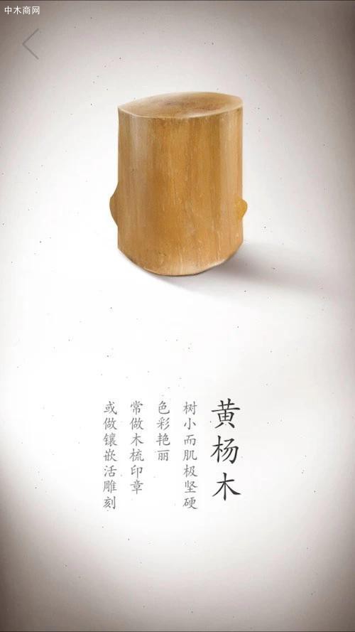 黄杨：木生长缓慢