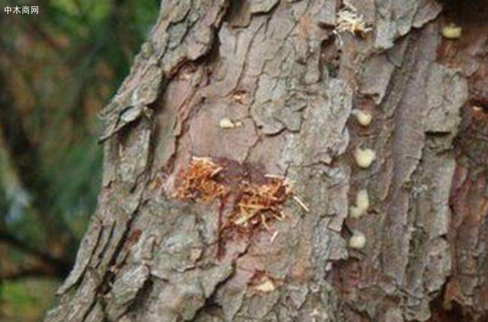 西藏日喀则市林草局依法开展木材检疫专项检查防范松材线虫病等