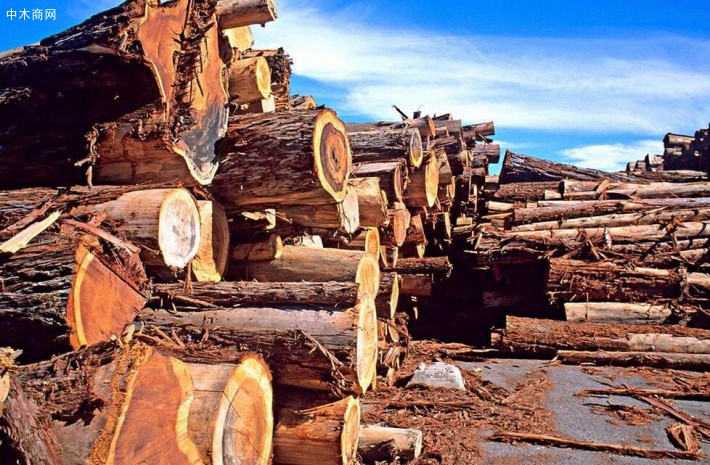 浙江温州木材公司副总经理庄惠一行到木材市场指导