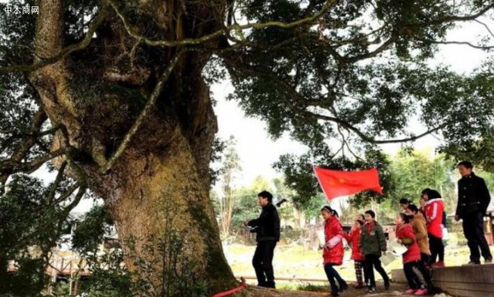 中国最大的三棵金丝楠木农村叫什么树
