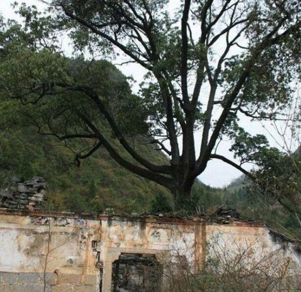 中国最大的三棵金丝楠木农村叫什么树图片