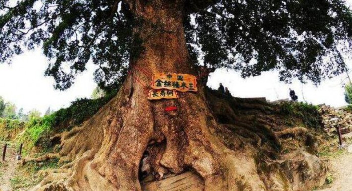 中国最大的三棵金丝楠木农村叫什么树价格