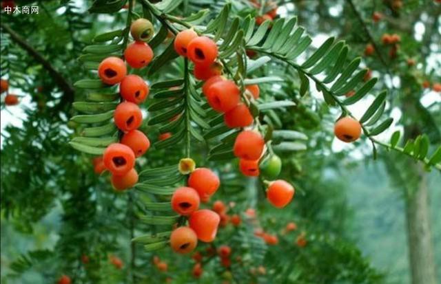家中养红豆杉，要满足2个条件，才能结出美丽的红豆
