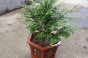 家中养红豆杉盆景要满足4个条件才能结出美丽的红豆