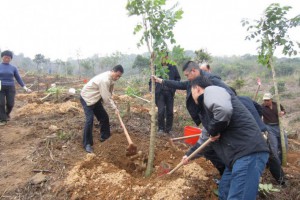 广西全区前四个月完成植树造林任务近八成