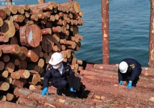 大连长兴岛海关助力进口俄罗斯原木快速通关