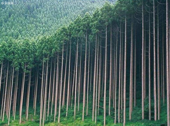 日本林野厅情报志与不同领域人才加强合作解决造林难题