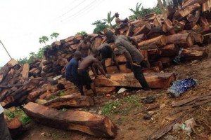 非洲木材商称已被告知意大利的港口已经停止木材运输