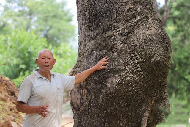 大树之王,河南卢氏发现300年的古椿树