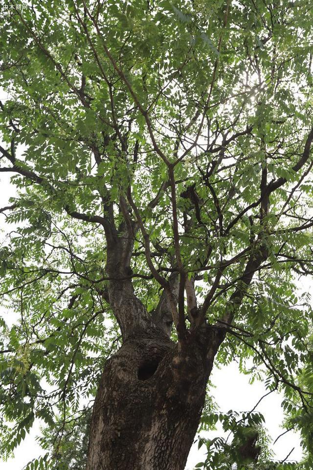 大树之王,河南卢氏发现300年的椿树价格