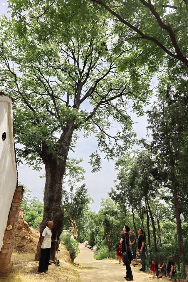 大树之王,河南卢氏发现300年的椿树品牌