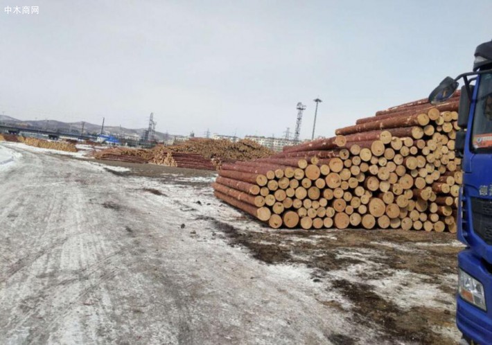 俄罗斯远东海关四个月侦办案值10亿美元木材走私案