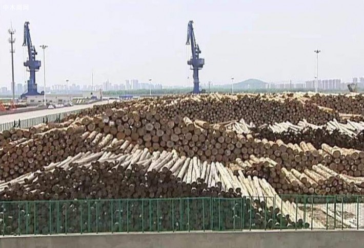 2020年1-5月新民洲港已接卸进口木材101.17万立方米