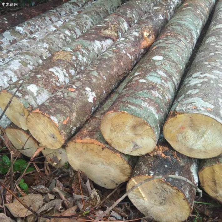 印度尼西亚轻木原木出售