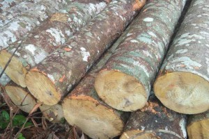 印度尼西亚轻木原木出售