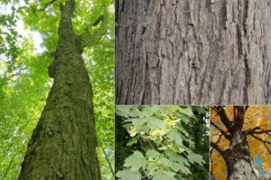 美国软枫木和硬枫木有什么区别?