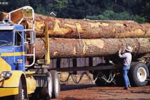 绥芬河原木未经检疫处理的木材禁止公路运输
