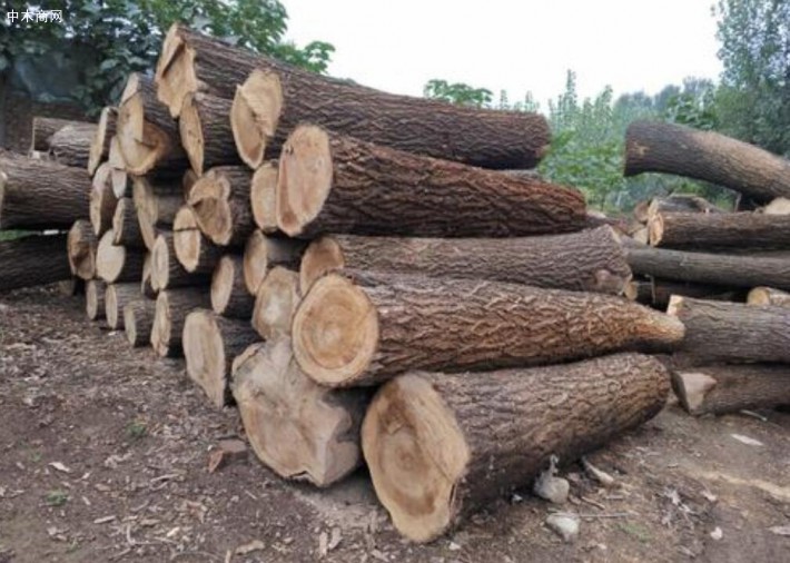硬杂木原木生产厂家高清图片批发