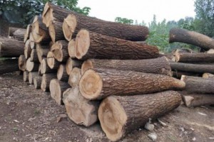 硬杂木原木生产厂家批发价格