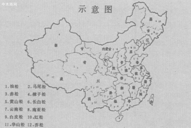 我国松树和柏树的定义及其资源分布浅谈价格