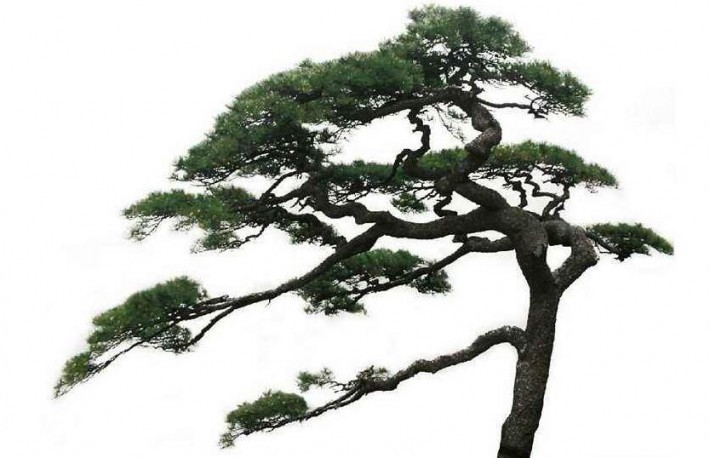 中木商网陈昌文国松树和柏树的定义及其资源分布浅谈品牌