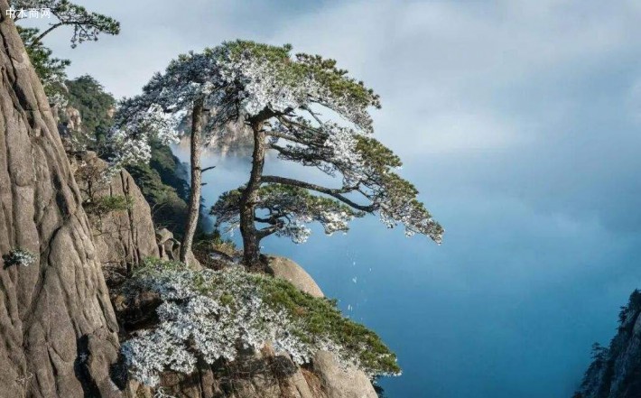 我国松树和柏树的定义及其资源分布浅谈厂家