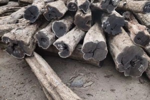 巴新政府拟在2025年禁止原木木材出口