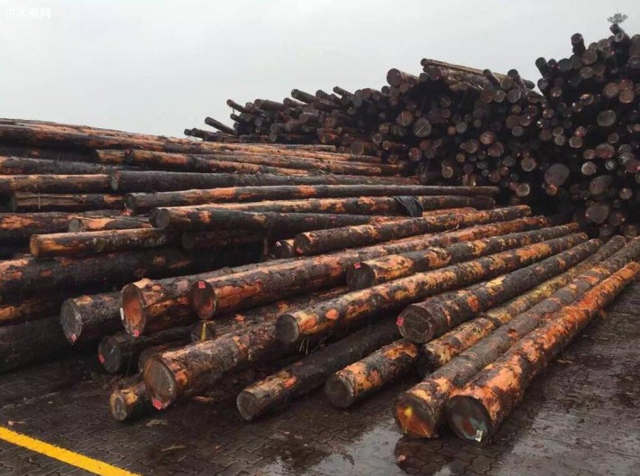 注意防范进口加拿大原木有害生物风险