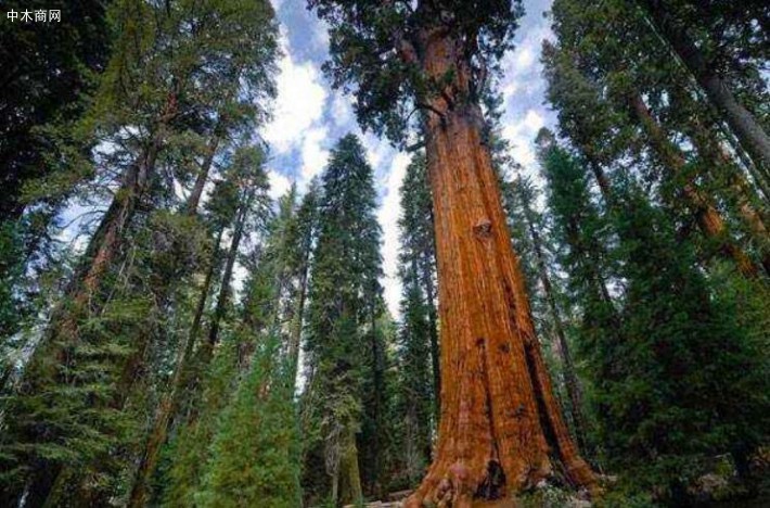 北美云杉的外观和物理性能及优点图片