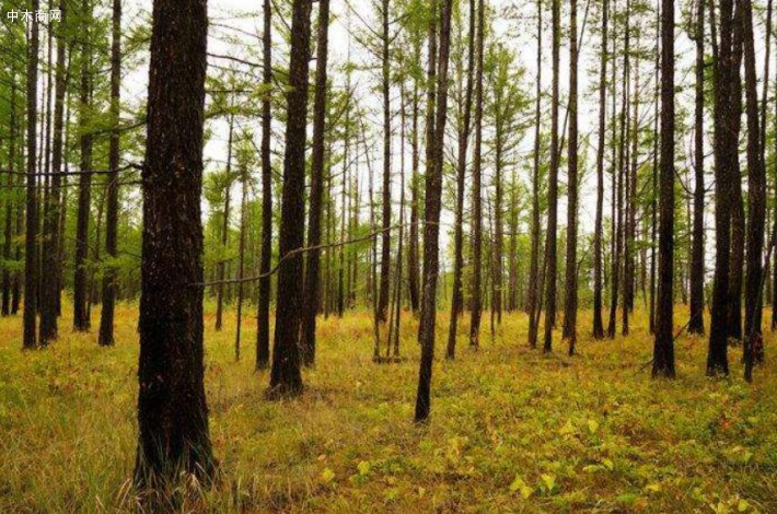 俄罗斯联邦林业署宣布森林恢复工作已完成72%的任务量