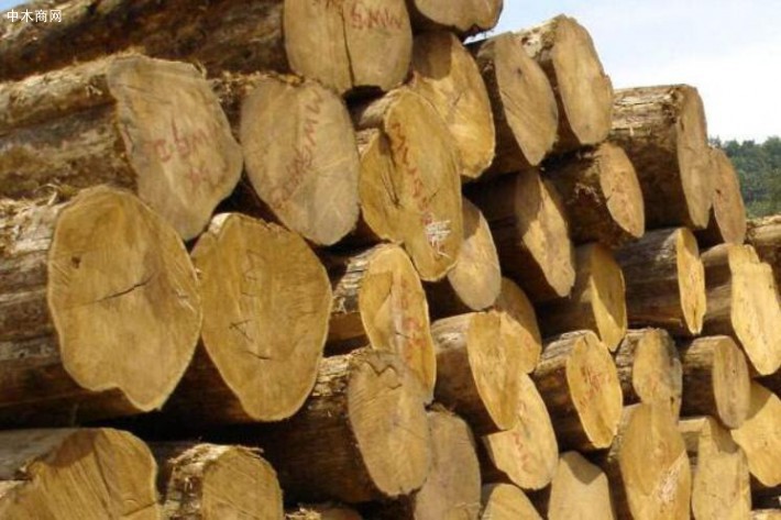 缅甸下一财政年将削减为8000吨柚木原木,20万吨硬木木材采伐量