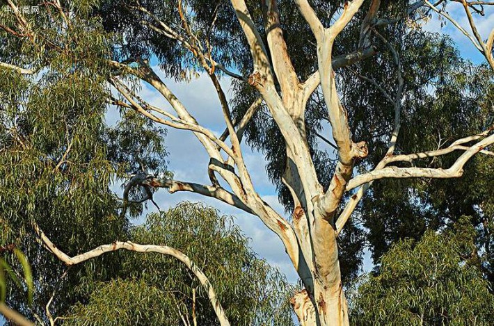 为什么说桉树是澳大利亚的国家精神和文化象征批发