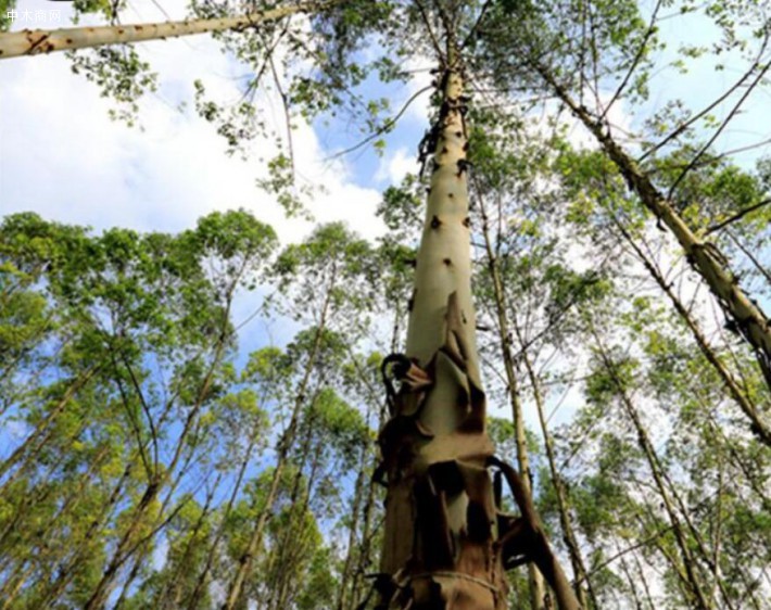 直供澳大利亚桉树澳洲原木澳洲桉树木板澳洲桉树原料