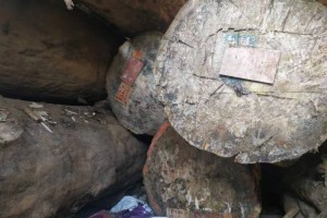 大巴花和小巴花原木对外出售图2