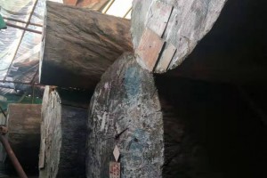 大巴花和小巴花原木对外出售图3