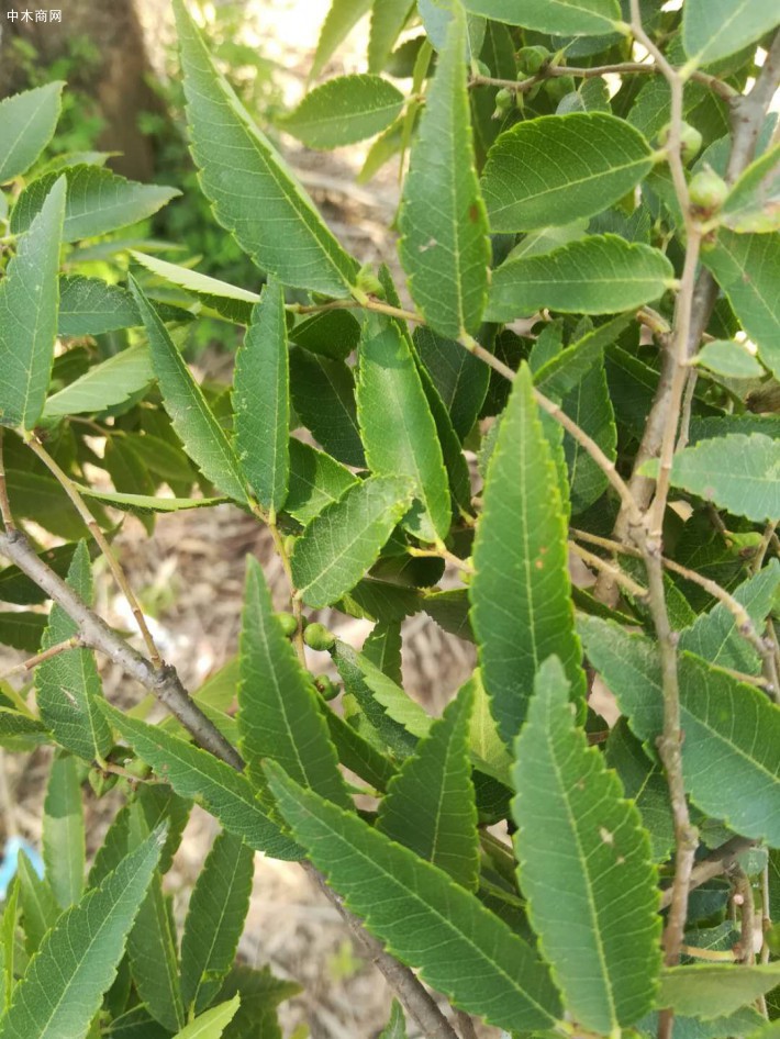 金丝榔树叶子图片图片