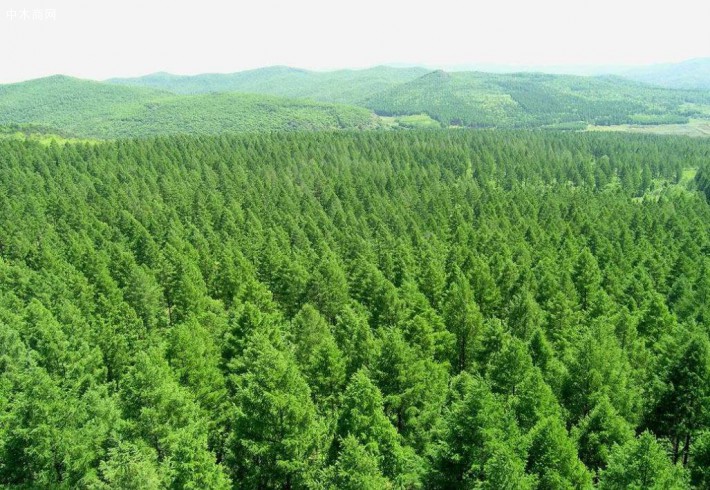 新《中华人民共和国森林法》2020年7月1日起实施
