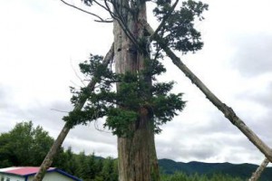 吉林天桥岭三棵被盗挖红豆杉从枯树干中发出枝桠