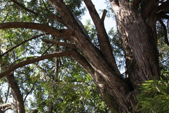 吉林天桥岭三棵被盗挖红豆杉从枯树干中发出枝桠价格