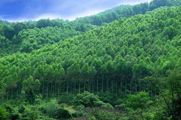 新森林法“四新”引领林业新常态