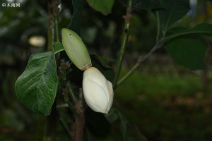 两种濒危野生植物首次在中国科学院昆明植物园开花