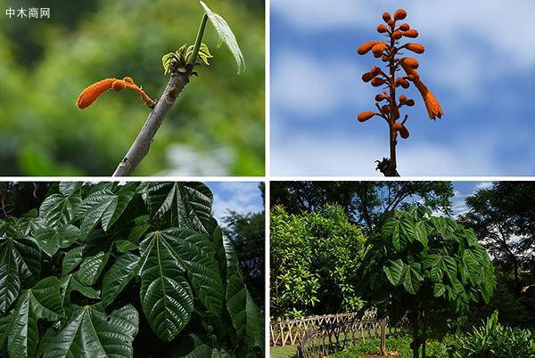 两种濒危野生植物首次在中国科学院昆明植物园开花图片