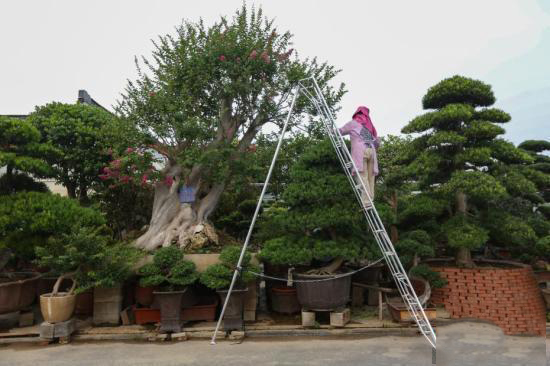江苏南通苗木盆景种出“小康树”图片