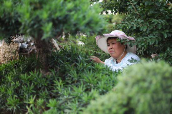 江苏南通苗木盆景种出“小康树”厂家