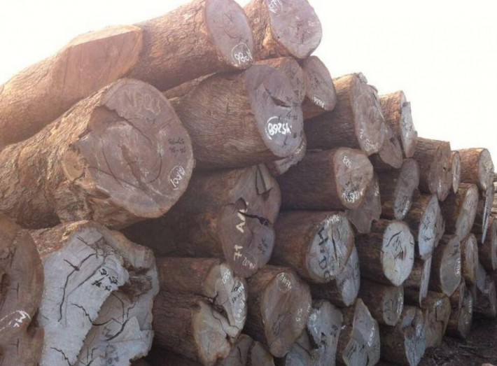 皮灰（风车木）木材价格行情_2020年7月10日