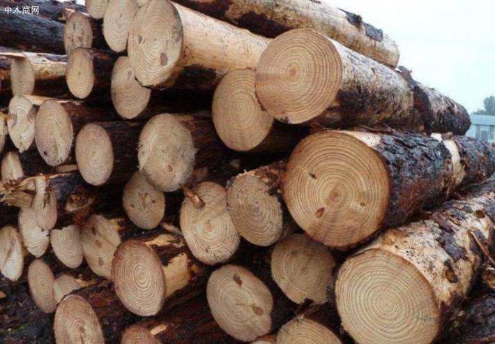 大量新砍伐松木原木