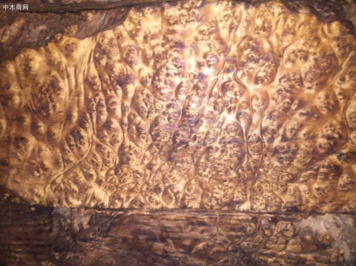 缅甸金丝楠木大板,波纹板,黄金樟树瘤板,一手货源